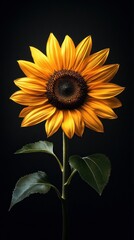 Fototapeta premium a 3d sunflower on black background