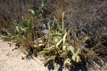 spiky desert green cactus with bloom