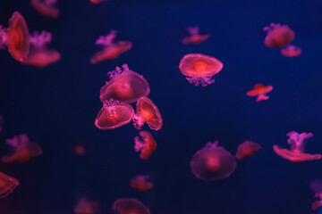 Mediterranean jellyfish, Cotylorhiza tuberculata or fried egg jellyfish swimming in aquarium with red illumination of neon light. Aquatic organism, animal, undersea life, biodiversity