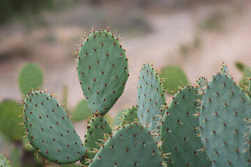 spiky green desert cactus with bloom