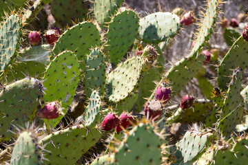 spiky desert green cactus with bloom