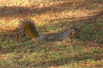 squirrel relaxing in afternoon sun beneath trees