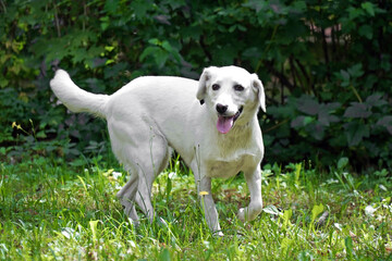 White Labrador dog on the grass in summer