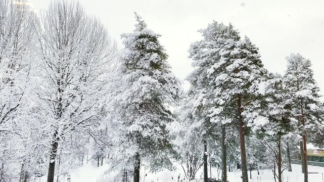Beautiful snowfall in 4K video in nature background with branched trees around during the Winter. Cold weather. 4K copyspace.