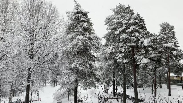 Beautiful snowfall in 4K video in nature background with branched trees around during the Winter. Cold weather. 4K copyspace.