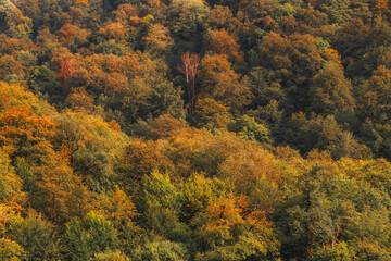 Autumn trees in the forest. Forest wallpaper. 