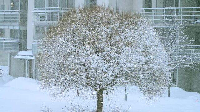 Beautiful snowfall in 4K video in nature background with branched trees around during the Winter. Cold weather. 4K copyspace.