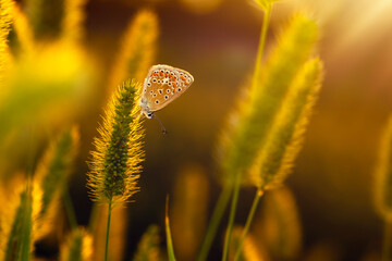 Photo of a cute butterfly in a wonderful habitat. Colorful nature background.