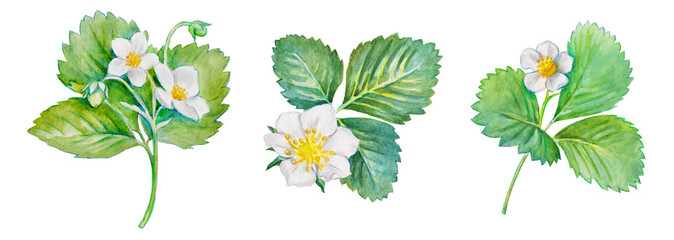  Watercolor hand painted illustration of strawberry leaves with flowers, green leaves with white flower, blooming strawberries, watercolor pencils