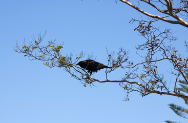 black raven perched on tree branch