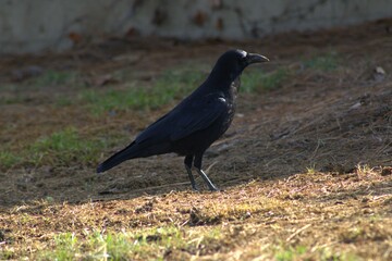 black raven in shadows of afternoon sun