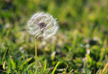white dandelion weed blooms in grass