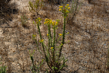yellow blooms on desert plant