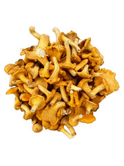 Chanterelle mishroom