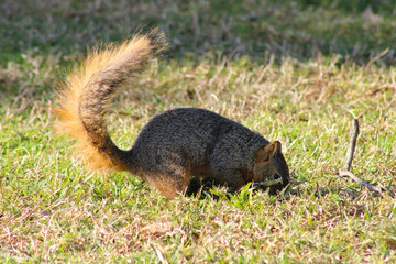 squirrel digging for stored nuts underground