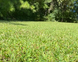 grass field