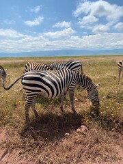 Tanzania Ngorongoro zebra 