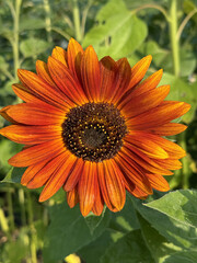 sunflower in the garden