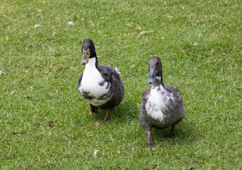 male duck with black, white, and brown feathers standing in grassy meadow