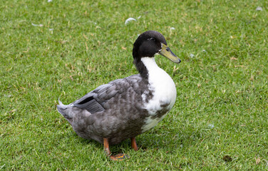 male duck with black, white, and brown feathers standing in grassy meadow