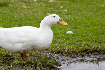 white duck with yellow beak drinking water from muddy puddle
