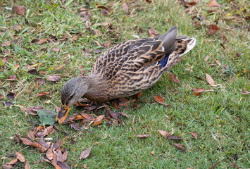 female mallard duck laying on grass