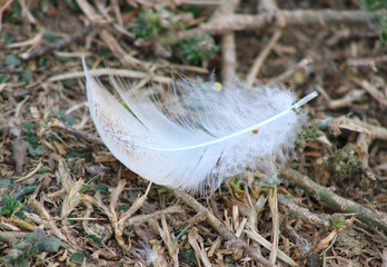 white feather resting on ground