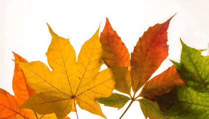 Obraz premium autumn leaves background