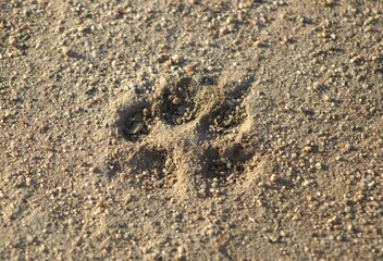 dog paw prints in the sand