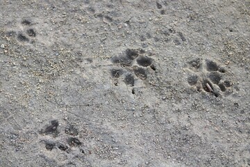 dog paw prints in the sand
