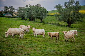 Obraz premium Vaches dans la campagne Française en Bourgogne-Franche-Comté