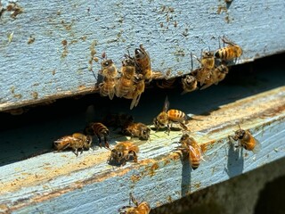 bees on a beehive