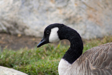 goose with black and white detailing near water