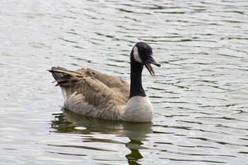 goose with black and white detailing near water