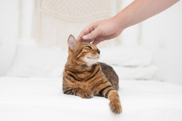 A devoted pet owner lovingly pets a relaxed cat on a cozy bed, perfectly showcasing their warm bond of affection