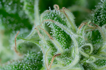 Ultra macro detail of the resin excretion of a White Widow cannabis flower