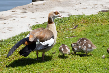 baby gosling geese with mother near water