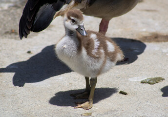 baby gosling geese with mother near water