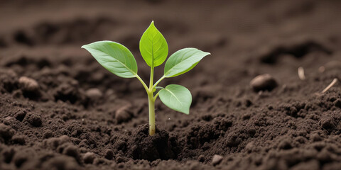 Fototapeta premium Green Plant Sprout Emerging from Soil