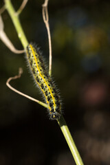 Green and yellow hairy spotted caterpillar (Pieris cheiranthi) on branch of arugula. The caterpillar of a pest butterfly is a glutton of vegetables