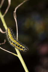 Green and yellow hairy spotted caterpillar (Pieris cheiranthi) on branch of arugula. The...