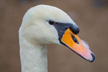 Graceful white Swan. Close up of swan head in the wild. Swan swimming on a lake. The mute swan. Beautiful swans float on the water surface. Swans In River.