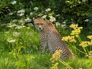 Jaguar Amongst the Flowers 01