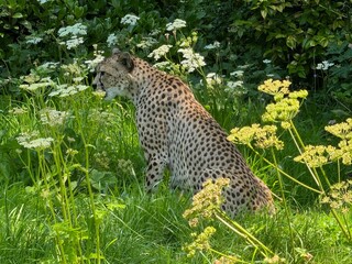 Jaguar Amongst the Flowers 02