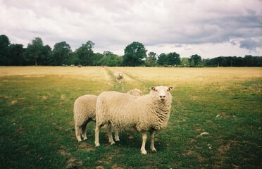Sheep on field in Switzerland