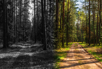 Forest paths scene symbolizing good or bad decsion. Forest path splits in two directions, left and...