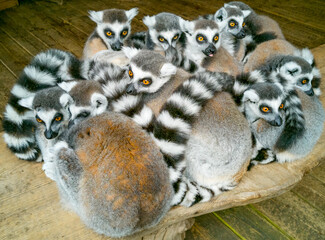 ring tailed lemur © Martin
