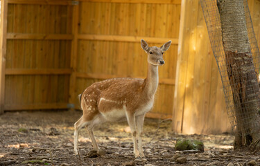 Ciervo hembra en el bosque delante de una caseta de madera