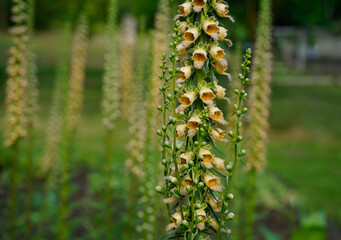 rusty foxglove (digitalis ferruginea L.) in the garden