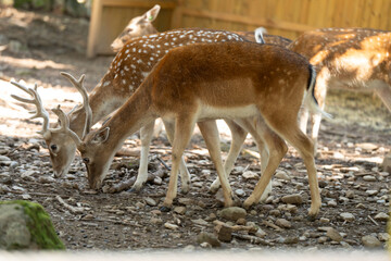 Dos ciervos con cuernos comiendo juntos en el bosque
